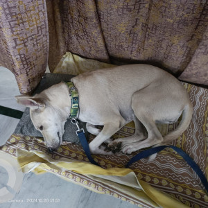 Missing: White Female Indie Dog from Mahavir Nagar, Janakpuri