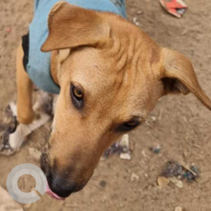 Missing: Brown Male Indie Dog from Dlf Phase 2