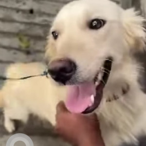 Found: White Female Golden Retriever Dog from RMV 2nd Stage, Sanjay Nagar, Bangalore