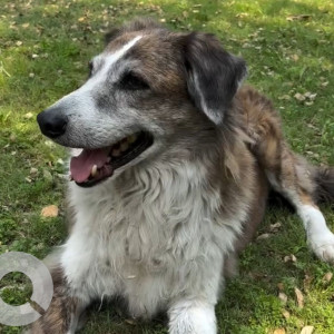 Missing: White-Brown Mix Male Aidi Dog from F-87 naraina vihar