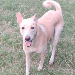 Missing: White-Brown Mix Male Indie Dog from Maya enclave
