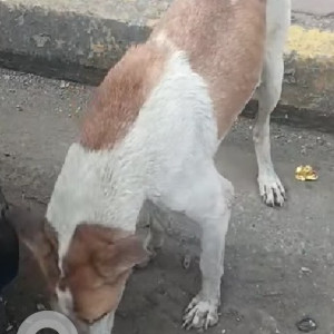 Found: White-Brown Mix Female Indie Dog from Sector 11, Belapur, Navi Mumbai