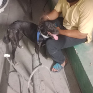 Found: White-Brown Mix Female Indie Dog from Netaji Subash Place metro station, near Red line Gate 2