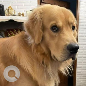 Missing: Brown Male Golden Retriever Dog from GK 1, W block