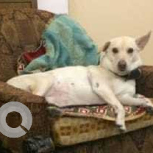 Missing: White-Brown Mix Female Indie Dog from Apna Niwas DDA Flats, Pocket 2, Sector 1, Dwarka