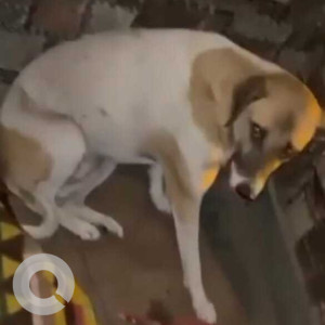 Missing: White-Brown Mix Female Indie Dog from Radhey Mohan Drive, Chattarpur, South Delhi
