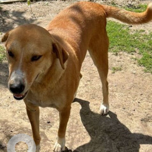 Missing: White-Brown Mix Male Indie Dog from Sector 79, Noida