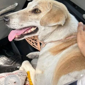 Missing: White-Brown Mix Female Indie Dog from Sector 79, Noida