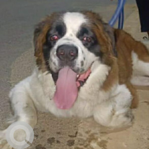 Missing: White-Brown Mix Female Saint Bernard Dog from Kapasada border
