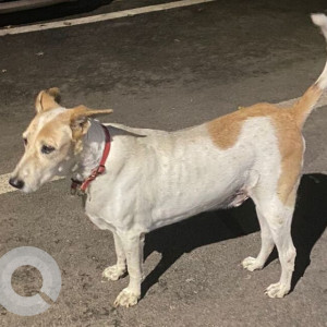 Missing: White-Brown Mix Male Indie Dog from B-11 Vasant Kunj