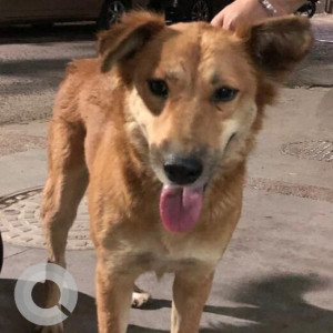 Missing: Brown Female Indie Dog from Pancsheel enclave