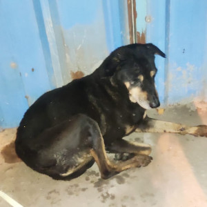 Found: Black Female Indie Dog from Near NCC maple heights, hp petrol pump. Outer ring road . B narayanapura.