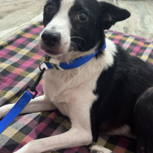 Missing: Black and White Female Indie Dog from Shahpur Jat near UCO bank