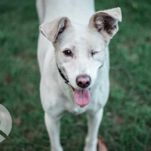 Missing: White Female Indie Dog from A block, Defence Colony