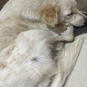 Missing: White Female Indie Dog from South Cross Street, Neelankarai