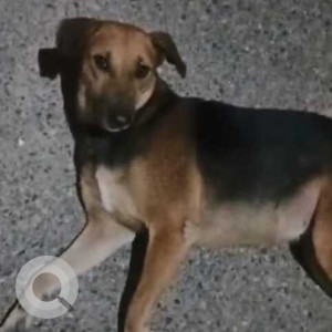 Missing: Black and Brown Female Indie Dog from Gali number 7, Janak park, Hari nagar