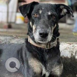 Missing: Black and Brown Male Indie Dog from Vasundhara Enclave