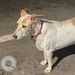 Missing: White-Brown Mix Male Indie Dog from Munirka Marg, Vasant Vihar