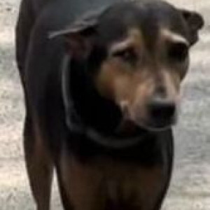 Missing: Black and Brown Female Indie Dog from Mylapore