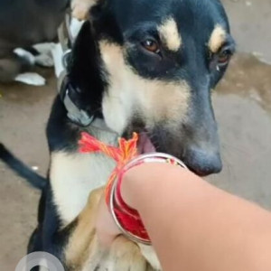 Missing: Black and White Female Indie Dog from Ladosarai