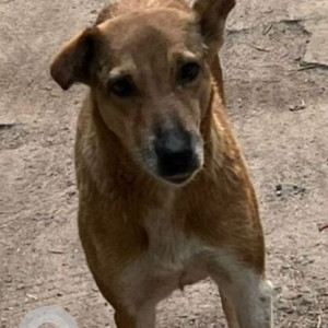 Missing: White-Brown Mix Female Indie Dog from S Block, Panchshila Park