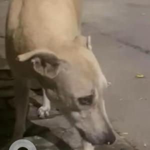 Missing: White Male Indie Dog from Uday Park, New Delhi