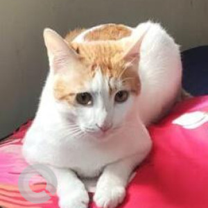 Missing: White-Brown Mix Male Indie Cat from Krishna nagar gali no.3 Safdarjung Enclave
