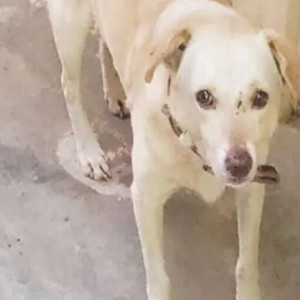 Found: White Male Labrador Dog from Gopalakrishna Road, T.Nagar