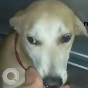 Missing: White-Brown Mix Male Indie Dog from Khirki extension, Krishna Mandir near Malviya Nagar