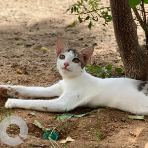 Missing: White and Grey Female Indie Cat from Maharishi teacher’s colony