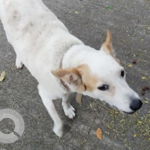 Missing: White-Brown Mix Male Indie Dog from Auroville store in Tiger Vardachari road, Besant Nagar