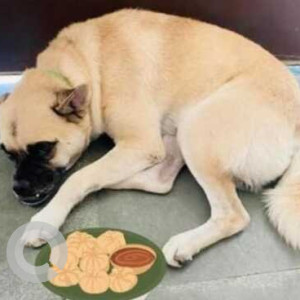 Missing: Brown Male Indie/Pug Dog from Rajokri, New Delhi