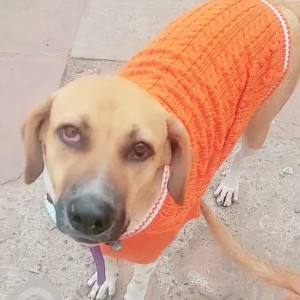 Missing: Black and White Male Indie Dog from Rani Bagh, North Delhi near Grand Utsav, Sant Nagar Chowk