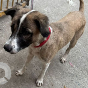 Missing: White-Brown Mix Male Indie Dog from Tilak Nagar, 12 Block