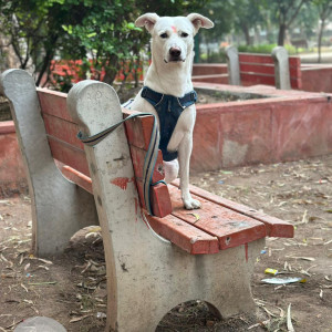 Missing: White Male Indie Dog from Shiv nagar