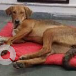 Missing: Brown Female Redbone Coohound-Indie mix Dog from National School of Drama, New Delhi