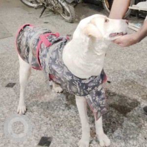 Found: White Male Indie Dog from CR park South Delhi