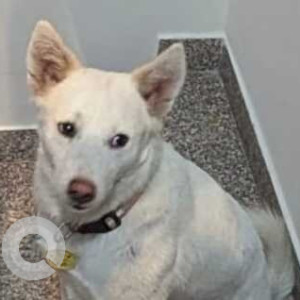 Missing: White Male Indie Dog from W Block Park, Greater Kailash