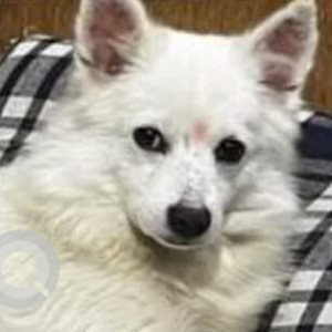 Missing: White Male Pomeranian Dog from Nanda Farm Phulsani Kaulagarh
