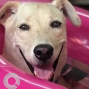 Missing: White Female Indie Dog from J block market, Saket