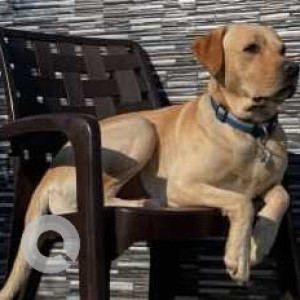 Missing: Golden Male Labrador Dog from Rohini, Sector -22 pocket -6, Delhi