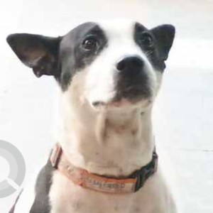 Missing: Black and White Female Indie Dog from Hauz Khas