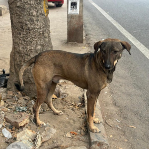 Found: Black and Brown Male Indie Dog from Sarvodya Vidyalaya and F1U block