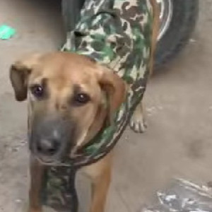 Found: Black and Brown Female Indie Dog from Angad nagar, Delhi