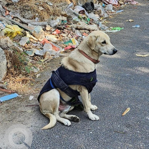 Found: White Male Labrador Dog from Kargil Awas, Dwarka, Delhi