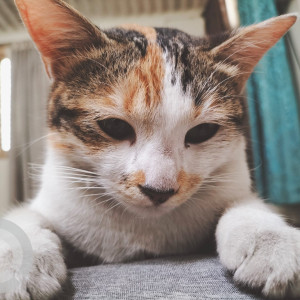 Missing: Black and White Female Indie Cat from JP nagar 7th phase, Bengaluru