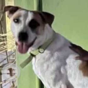 Missing: White-Brown Mix Male Indie Dog from Adambakkam (Balakrishnapuram Prakash Gold House)