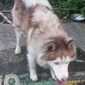 Found: White-Brown Mix Male Husky Dog from Nagarbhavi