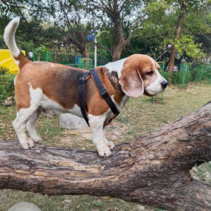 Missing: White-Brown Mix Male Beagle Dog from KD block Ashok Vihar phase 1