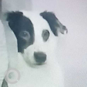 Missing: Black and White Male Indian Spitz Dog from Faridpuri near patel nagar